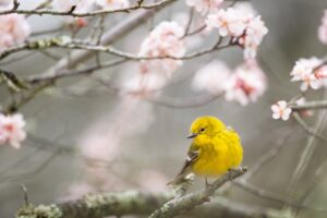 goldfinch flowers field