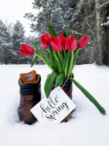 flowers snow welcome spring