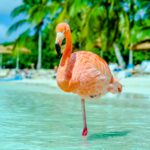 Advice from Flamingo: Wisdom and Spirituality Revisited