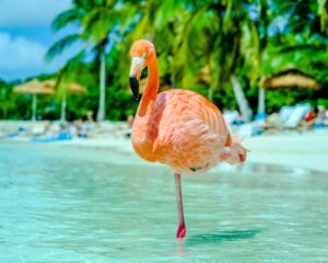 flamingo on one leg