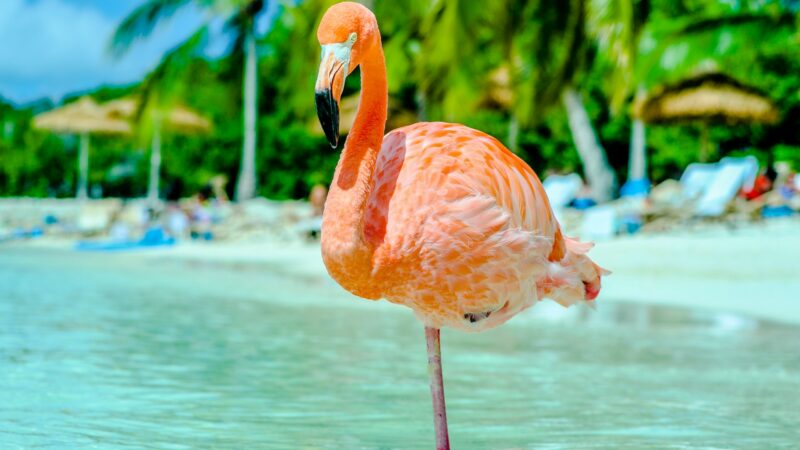 Advice from Flamingo: Wisdom and Spirituality Revisited