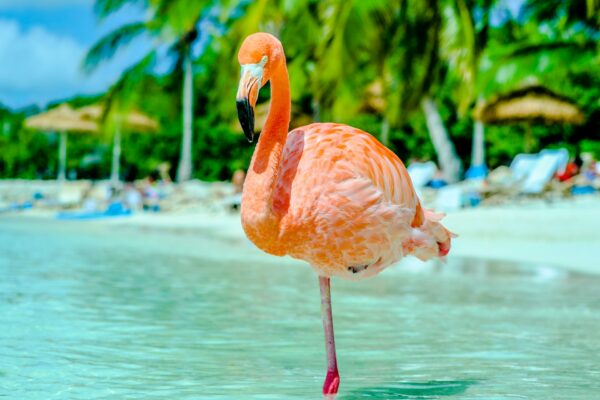 flamingo on one leg