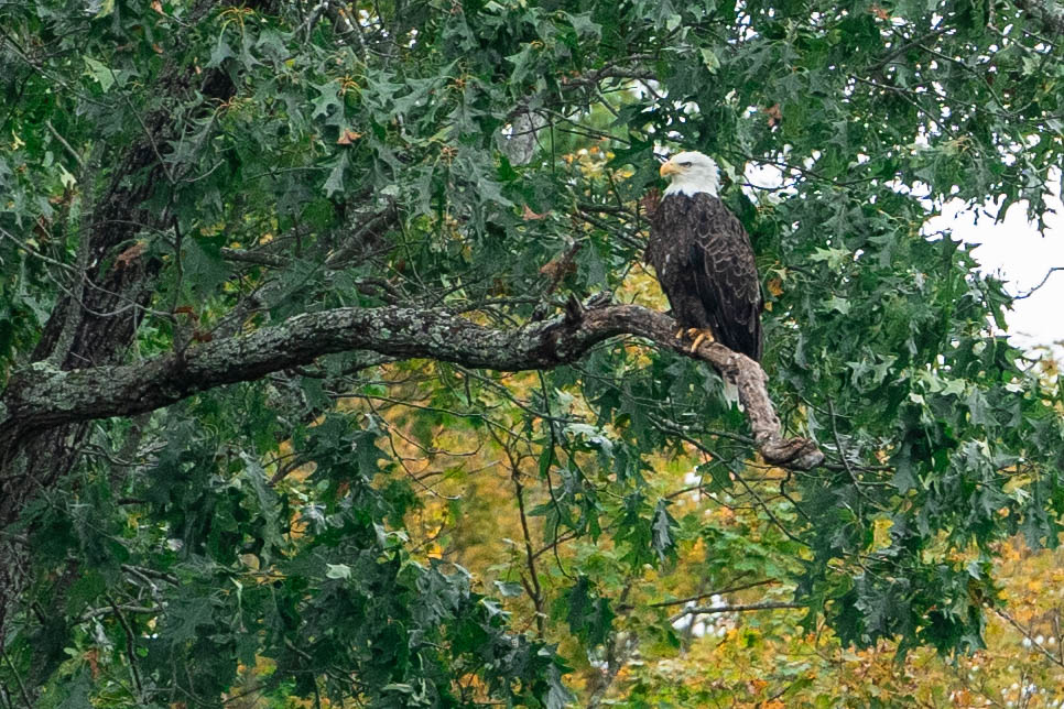 Bald Eagle at Lake Nockamixon (courtesy local photographer Stephan Gonzalez)