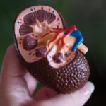 Staying Active for Kidney Health As You Age