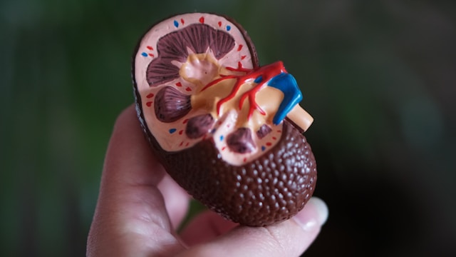 Staying Active for Kidney Health As You Age